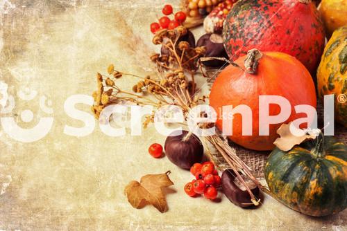 Autumn Mini Pumpkins